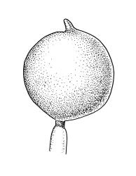Physcomitridium readeri, capsule, moist. Drawn from J.K. Bartlett s.n., 19 Mar. 1980, CHR 449103.
 Image: R.C. Wagstaff © Landcare Research 2019 CC BY 3.0 NZ